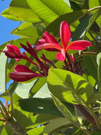 Frangipani - en del av australsk sommer