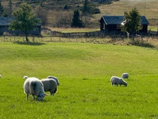 Norske produsenter i Valdres, but we do actually import most of our wool from Australia and New Zealand. Norske produsenter i Valdres, but we do actually import most of our wool from Australia and New Zealand.